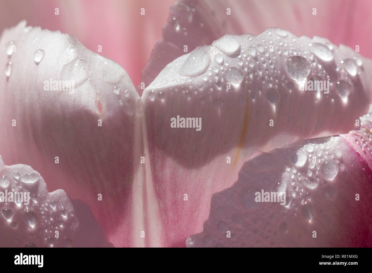 Extreme close up of dew drops on some pink petals Stock Photo
