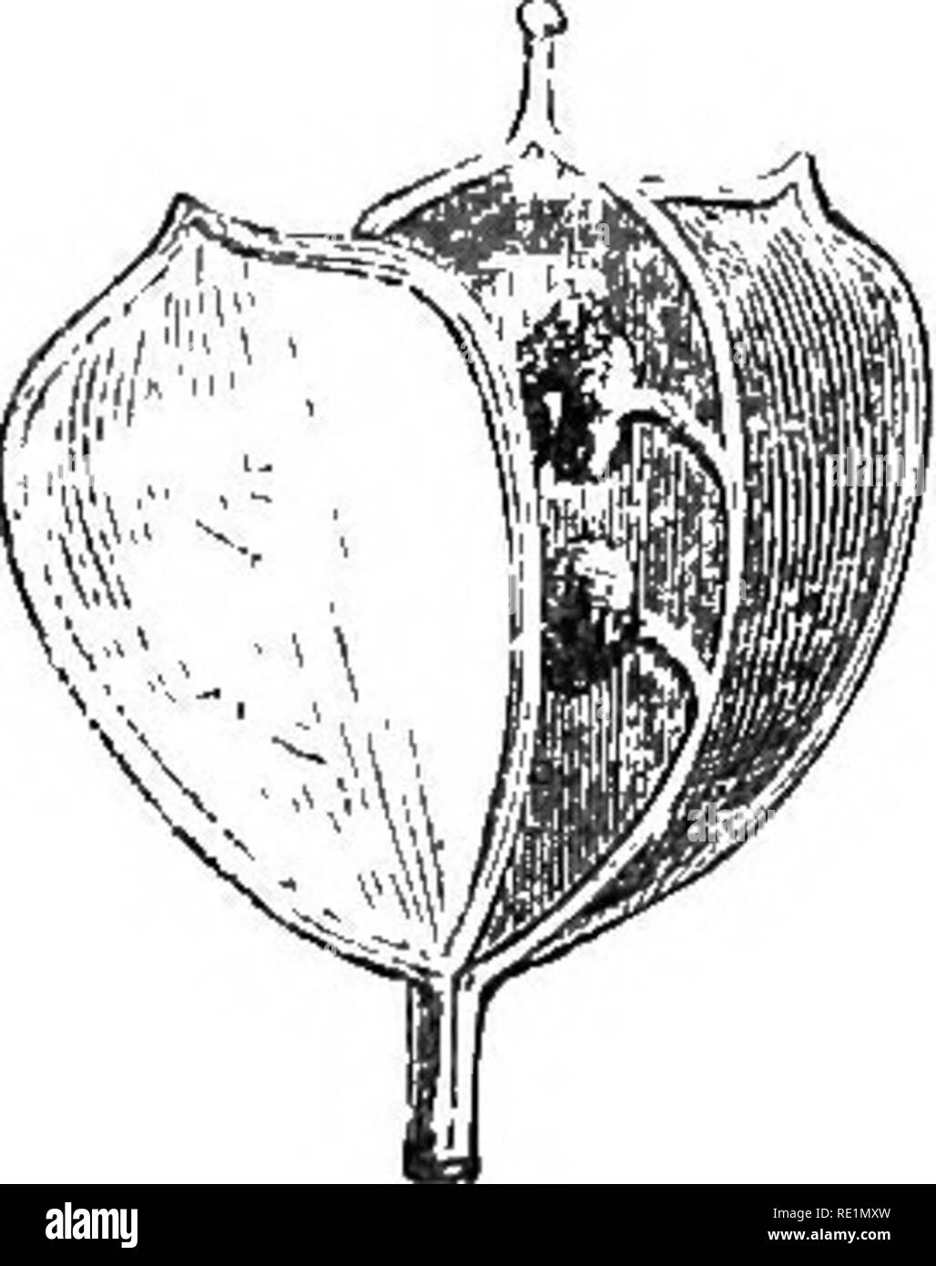 . A history of the vegetable kingdom; embracing the physiology of