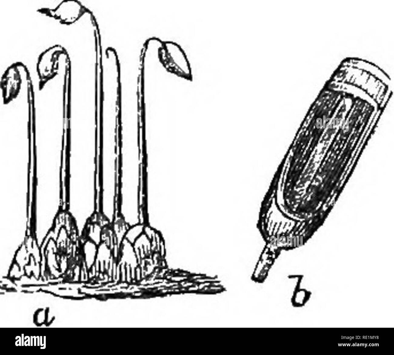 . A history of the vegetable kingdom; embracing the physiology of plants, with their uses to man