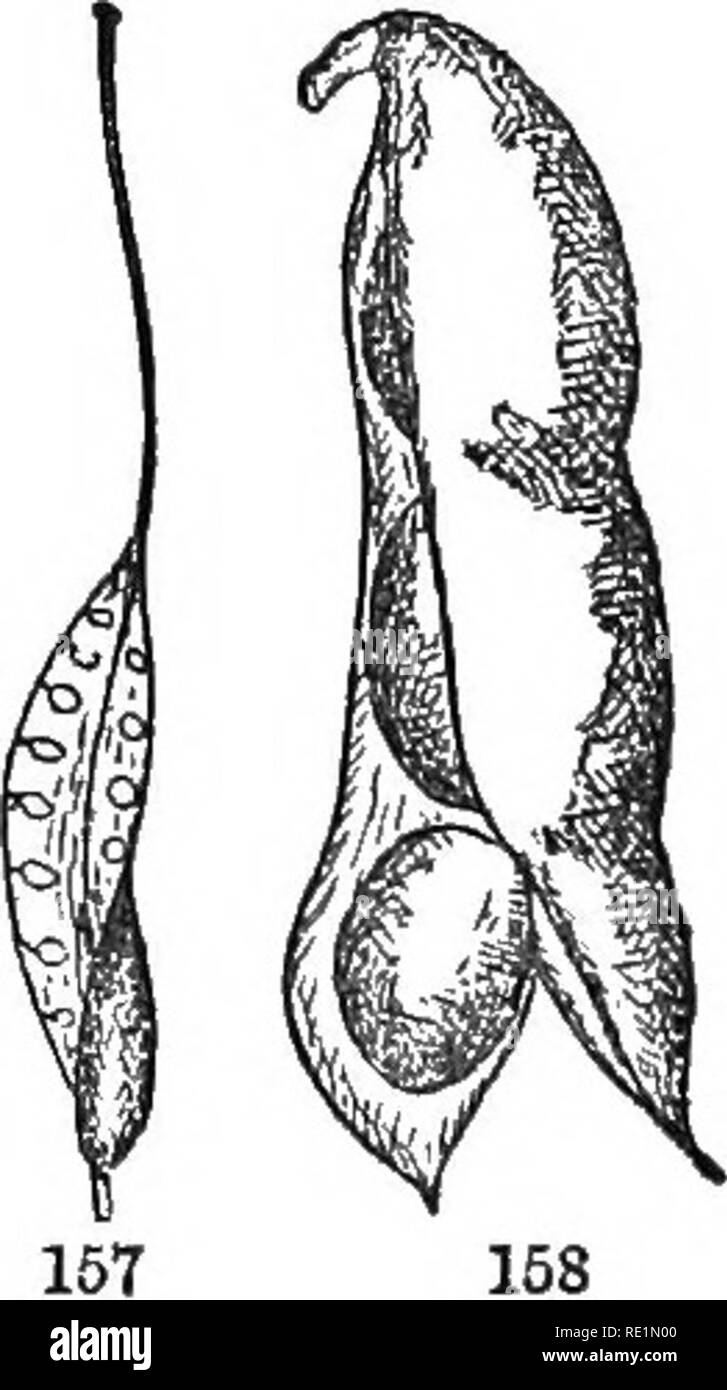 . The elements of botany embracing organography, histology, vegetable physiology, systematic botany and economic botany ... together with a complete glossary of botanical terms. Botany. Strawberry consists very largely of the enlarged and juicy torus. If the fruit is composed of a single pistil, either simple or compound, it is called a simple fruit. Those are called aggre- gate fruits which consist of a mass of carpels all belonging to one flower; and multiple fruits are formed by the union of pistils of several flowers. 87. Simple fruits are either dry, as the Bean-pod; or fleshy, as the Plu Stock Photo