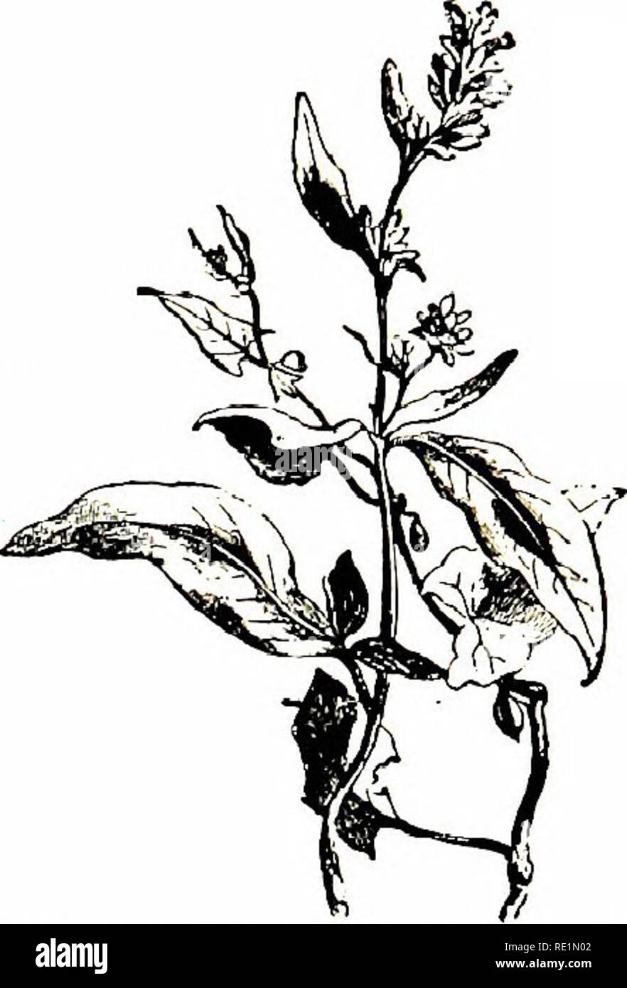 . Flowers of the field. Botany. PERSICARIA TRIBE 249. Polygonum Convolvulus (Climbing Persicaria) 3. P. convolvulus (Climbing Persicaria). — Stem twining ; leaves, heart - arrow - shaped ; segments of the perianth bluntly keeled ; fruit triangular, roughish. A mis- chievous weed, with the habit of the Field Convolvuhis, twining round tlie stems of corn and other plants, and bearing them down by its weight. The flowers arc greenish - white, and grow in loose axillary clusters about 4 together. Culti- vated ground ; abundant. — Fl, July, August. Annual. 4. P. dumetorum (Copse Buck-wheat). —Disti Stock Photo