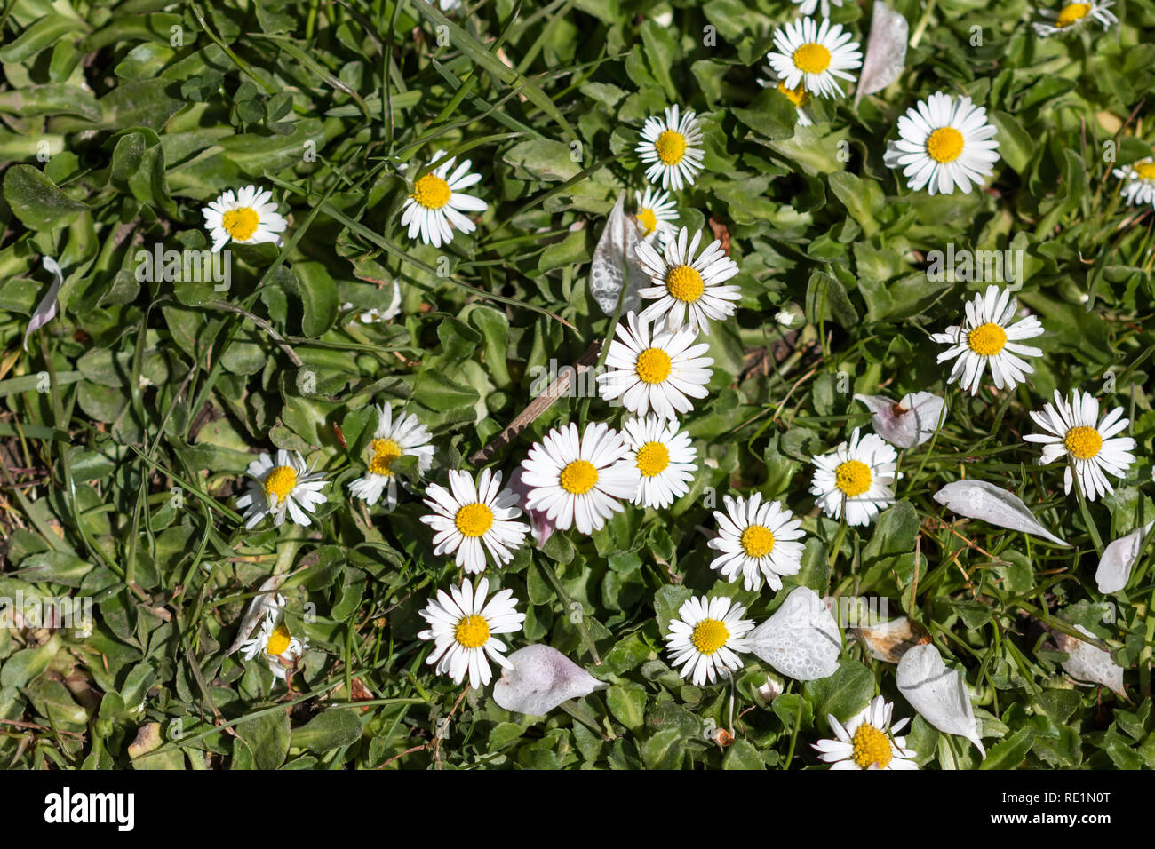 Wildflowers from above hi-res stock photography and images - Alamy