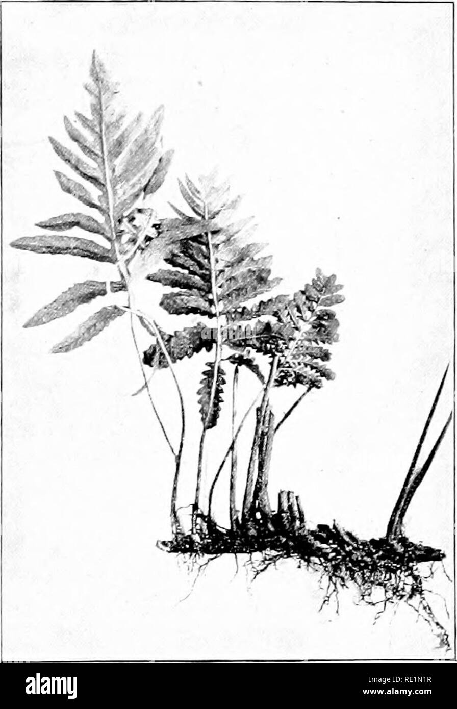 . Elementary botany. Botany. DIMORPHISM OF FERNS. 343 leaves, the general plan of which is the same, and we recognize each as being a leaf. 626. Transformation of tie fertile leaves of onoclea to sterile ones. —It is not a er3' rare thing to find plants of the sensitive fern which show intermediate conditions of the sterile and the fertile leaf A number of years ago it was thought by some that this represented a different species, but now it is known. Fig. 447- .Sensitive fern, showing one vegetative leaf and two sporophylls completely transformed. that these intermediate forms are partly tra Stock Photo