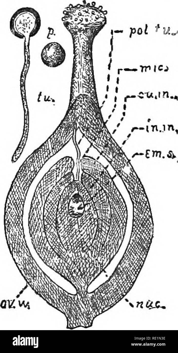. The elements of botany embracing organography, histology, vegetable physiology, systematic botany and economic botany ... together with a complete glossary of botanical terms. Botany. THE FLO WEB. 53 and thus a free central placenta is formed (Fig. 129). Examples of this are found in the Purslane, Chickweed, Pinks, etc. 66. The number of pistils in a flower is ex- pressed by the Greek words: monogynous, meaning one pistil; digynous, meaning two pistils; trigynous, meaning three pistils; tetragynous, meaning four pistils; pentagynous, meaning five pistils; polygynous, meaning many pistils. Th Stock Photo
