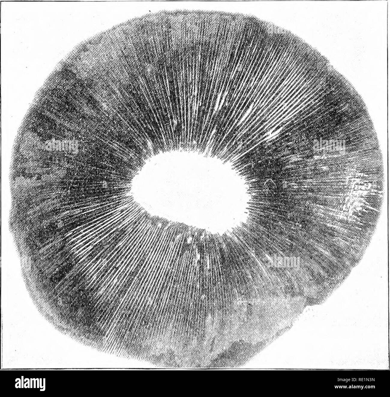 . Elementary botany. Botany. Fig. 438. Agaricus campestris ; plant in natural position just after rupture of veil, showing tendency to double annulus on the stem. Portions of the veil also dripping from margin of pileus.. Fig- 439- Agaricus cani(j«f.ii-i&amp; . ftyMiLS 'ta:W^  .. Please note that these images are extracted from scanned page images that may have been digitally enhanced for readability - coloration and appearance of these illustrations may not perfectly resemble the original work.. Atkinson, George Francis, 1854-1918. New York, H. Holt Stock Photo