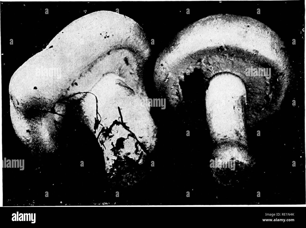 . Elementary botany. Botany. NUTRITION: MUSHROOMS. 331 shown in fig. 436. Finally, as shown in fig. 437, this veil is ruptured by the expansion of the pilaus, and it either clings. Fig- 436. Agaricus campestris ; nearly mature plants, showing veil still stretched across the gill cavity.. Please note that these images are extracted from scanned page images that may have been digitally enhanced for readability - coloration and appearance of these illustrations may not perfectly resemble the original work.. Atkinson, George Francis, 1854-1918. New York, H. Holt Stock Photo
