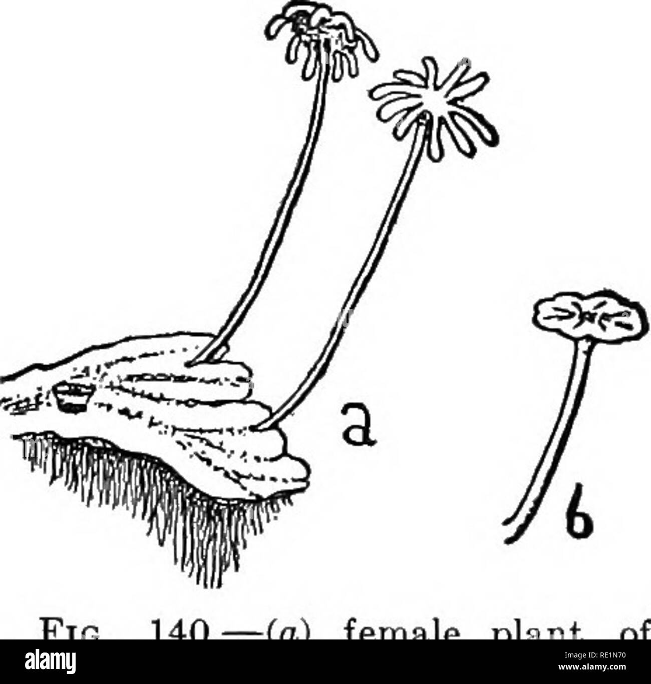 . College botany; structure, physiology and economics of plants. Botany. 292 COLLEGE BOTANY and produce new gametophytes. Tke complete life history is illustrated in Fig. 141. The genus Biccia also belongs to the Marchantiales and con- tains a number of species, some of which are terrestrial and others aquatic. They are smaller than M. polymorpha and the antheridia and archegonia remain embedded in cavities of the thallus. They are the simplest of the Hepaticoe. The Jungermanniales contains a larger number of species than either of the other two groups. They grow under conditions ranging from  Stock Photo