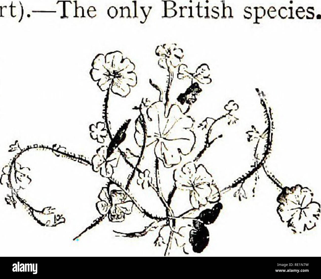 . Flowers of the field. Botany. Euphrasia Officinalis (Common Eye-bright) 10. Euphrasia [Eye-hright) I. E. officinalis (Common Eye-bright). — The only British species. An elegant little plant 2-6 inches high, with deeply cut leaves and loose, leafy spikes of numer- ous white or purplish flowers, variegated with yellow. On the mountains and near the sea the stem is scarcely branched, and the leaves are fleshy ; but in rich soil it assumes the habit of a minute shrub. The roots are said to be parasitic on grasses. An infusion of this plant makes a useful eye- water.—Fl. July, August. Annual. II. Stock Photo