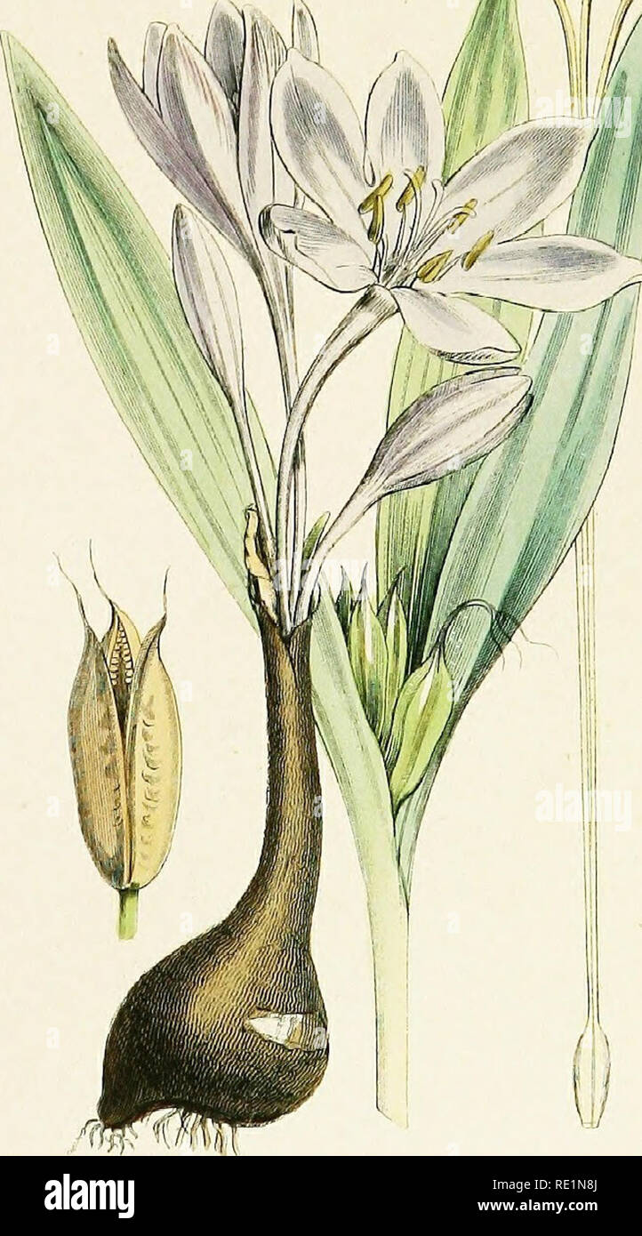 . A history of the vegetable kingdom; embracing the physiology of plants, with their uses to man and the lower animals, and their application in the arts, manufactures, and domestic economy. Illus. by several hundred figures. Botany; Botany, Economic; 1855. â LACTUCA VIROSA STBONC. Sl'B&quot;NTB;DorrOISO.01'S LI'lTTrC!. 1/ A ./ &quot; Â» ^Â»T ' %V- --SIJ COLCIilCDM AUTUUNALB Al-TCM^'M. .MIvMHjW SAT'KYiON. ,?..ie -Jc. Please note that these images are extracted from scanned page images that may have been digitally enhanced for readability - coloration and appearance of these illustrations may  Stock Photo