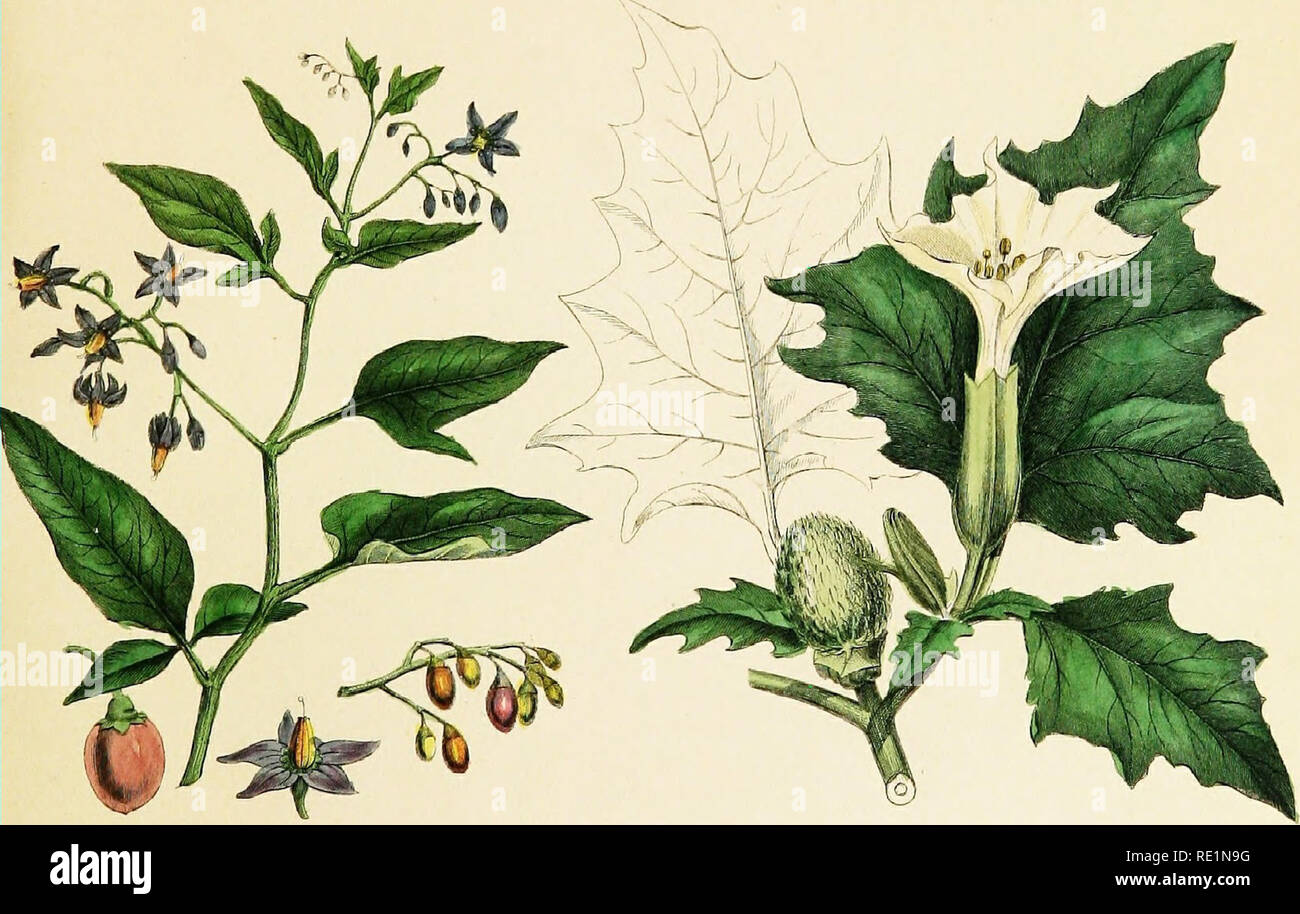. A history of the vegetable kingdom; embracing the physiology of plants, with their uses to man and the lower animals, and their application in the arts, manufactures, and domestic economy. Illus. by several hundred figures. Botany; Botany, Economic; 1855. .ATROPA BE-LLADONA UKAIiLY NllilirsllADK .ir DU'AI.F.. 6'CL.£VVM' IjVL C.II'LiPA ATOODY MllhrrSHAl)¥. oi-  B]TTEK SW i;Er. n^TTT-RA NTBAM^NJT-M' COMMON •nioi.'N Arri.K. 'rt&amp; &amp; Sow, &amp;M£gOW. Please note that these images are extracted from scanned page images that may have been digitally enhanced for readability - coloration and a Stock Photo