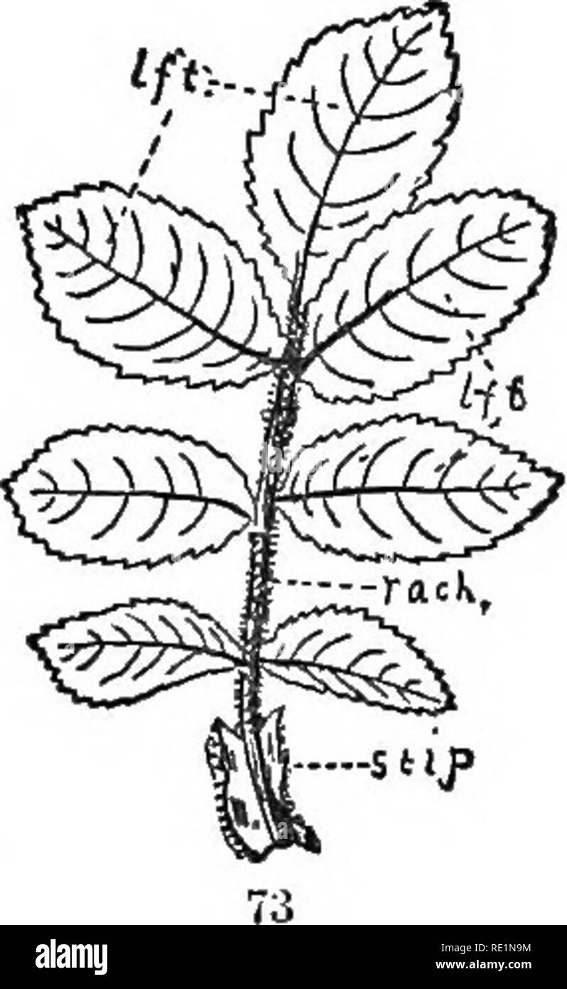 . The elements of botany embracing organography, histology, vegetable