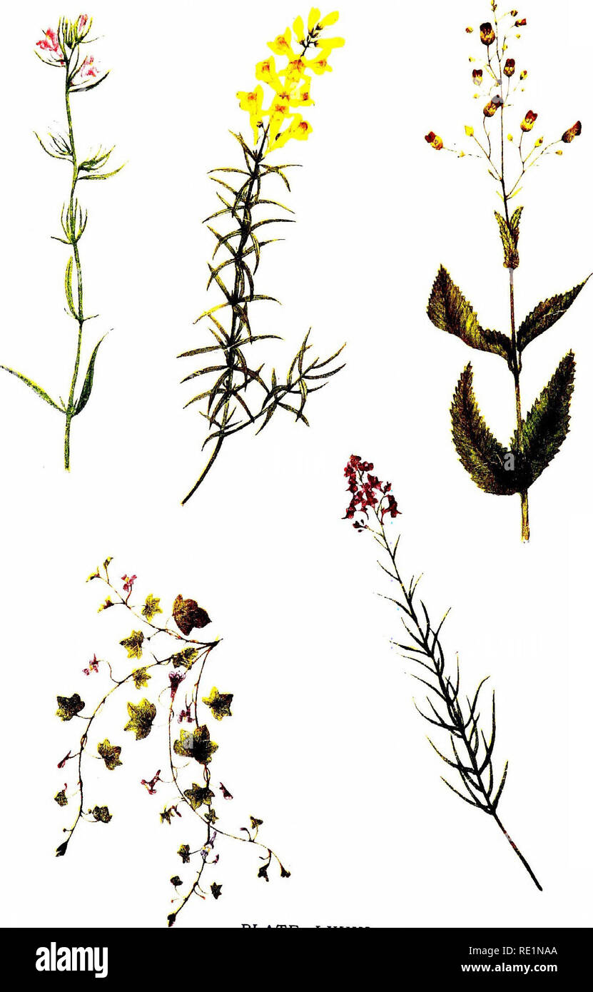 . Flowers of the field. Botany. PLATE LXVIII. Lesser Snapdragon Ivy-leaved Liiaaria Toadilax Pale Linaria Fig wort. Please note that these images are extracted from scanned page images that may have been digitally enhanced for readability - coloration and appearance of these illustrations may not perfectly resemble the original work.. Johns, C. A. (Charles Alexander), 1811-1874. London, G. Routledge Stock Photo