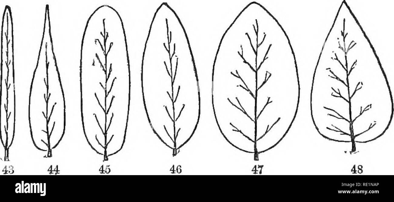 . The elements of botany embracing organography, histology, vegetable physiology, systematic botany and economic botany ... together with a complete glossary of botanical terms. Botany. Fig. 40, Parallel-veined leaf. Fig. 41. Pinnately-veined leaf. Fig. 42. Palmately- veined leaf. Figs. 43-48. Shapes of leaves : 43. Linear; 44. Lanceolate; 45. Ob- long ; 46. Elliptical; 47. Oval; 48. Ovate.. Please note that these images are extracted from scanned page images that may have been digitally enhanced for readability - coloration and appearance of these illustrations may not perfectly resemble the  Stock Photo