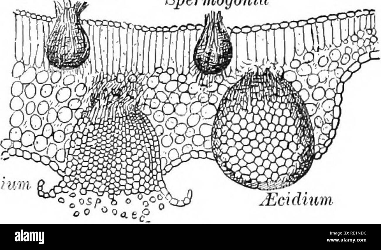 . A text-book of elementary botany. Botany. 96 ELEMENTARY BOTANY. smaller flask-shaped bodies, called spermogonia (Fig. 121), containing hair-like filaments, which break up into exceed- ingly small bodies, called the spermatia. The exact function Spermogonia „ Spermogoma ^Ecidium. Jlcidmm Fig. 121. of these is not known. The Escidiospores germinate, and when on the proper host-plants the germ-tube grows through the stomates. A dense mycelium is then formed in the paren- chyma of the leaf; from this mycelium grow pedicelled spores, called uredospores. They form, when they burst through the epid Stock Photo