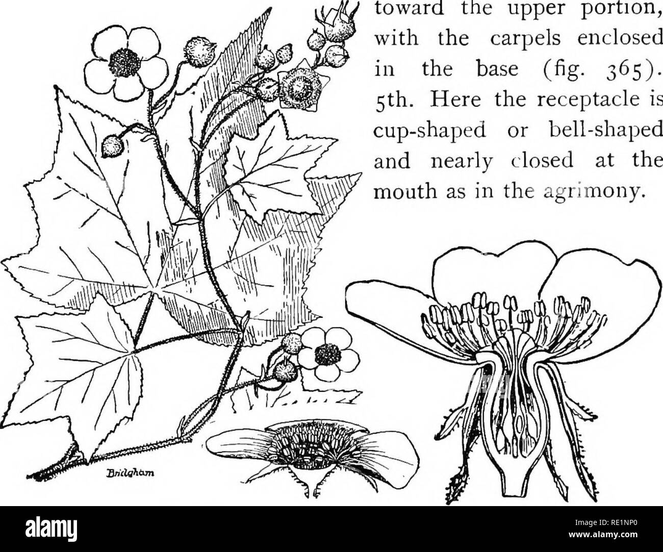 . Elementary botany. Botany. 276 DICO r YLED ONS.. toward the upper portion, with the carpels enclosed in the base (fig. 365). 5th. Here the receptacle is cup-shaped or bell-shaped and nearly closed at the mouth as in the agrimony. Fig, 364. Fig. 365, Flowering raspberry (Rubus odoratus). Perigynous flower of rosa, with contracted receptacle. (From Warming.) 532. Lesson XII. The almond or plum family (amygdala- ceae).—The members of this family are trees or shrubs. The common choke-cherry (fig. 366) will serve to represent one of the types. The flowers of this species are borne in racemes. The Stock Photo