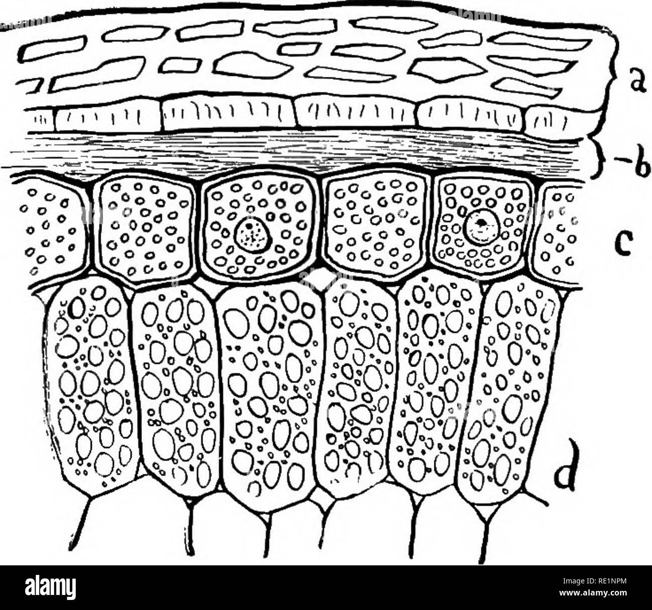 College Botany Structure Physiology And Economics Of Plants Botany Plant Products 135 Of The Season But Is Found In Greatest Abundance In Such Special Storage Organs As Bulbs Tubers Fleshy Roots