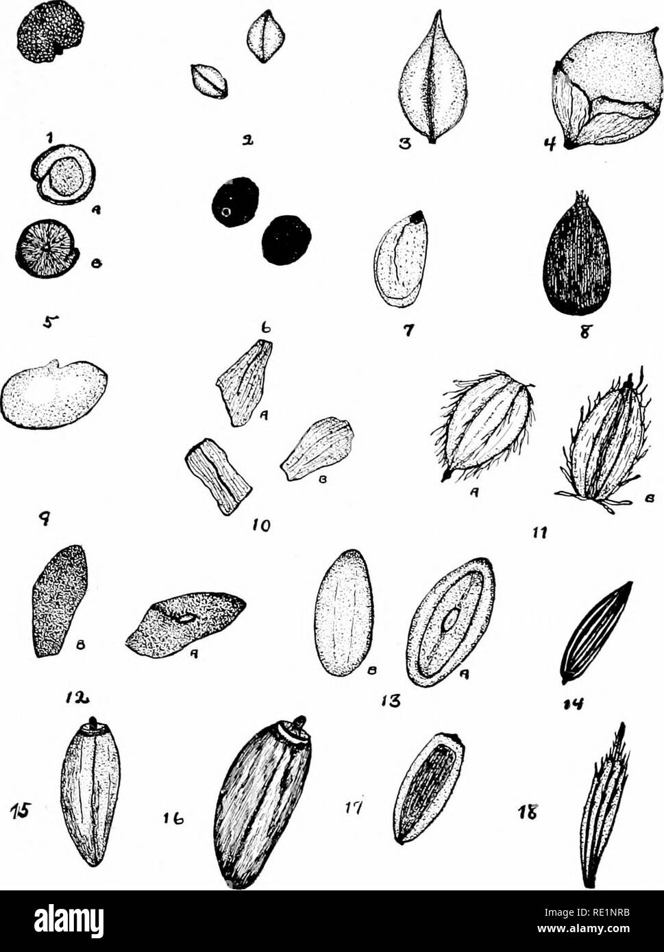 . College botany; structure, physiology and economics of plants. Botany. SEEDS AND SEEDLINGS 127. Fig. 89.—Weed seeds: 1, Night-flowering catchfly iSilene erectifolia); 2, sheep's sorrel {Rumex acetoseUa); 3, curled dock {Rumex crispus); 4, Pennsylvania smartweed {Polygonum pennsylvanicum)  5, lamb's quarter (Chenopodium album); 6, tumbling pigweed {Ama- ranthus retroflexus); 7, peppergrass {Lepidiujn virginicum); .8, field cress iLepidium camr- pestre)', 9, yellow trefoil {Medicago lupulijia); 10, evening primrose {Onagra biennis); 11, wild carrot {Daucus carota); 12, Rugel's plantain {Plant Stock Photo