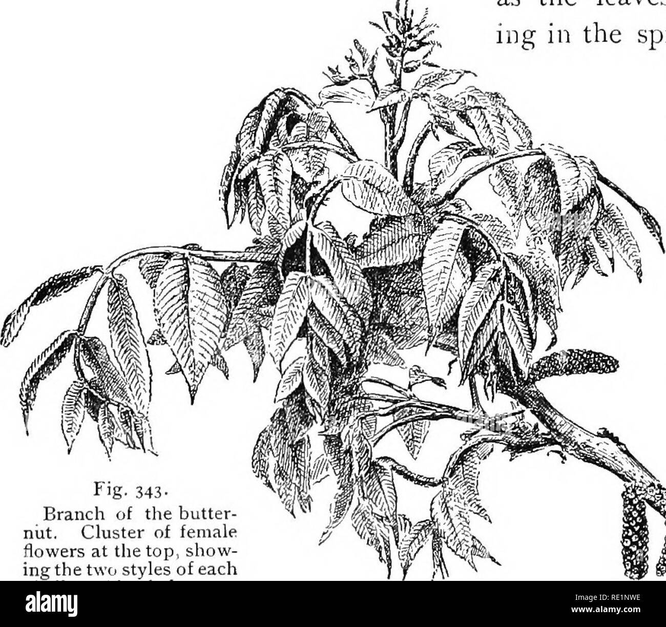 Cluster pendulous Black and White Stock Photos & Images Alamy