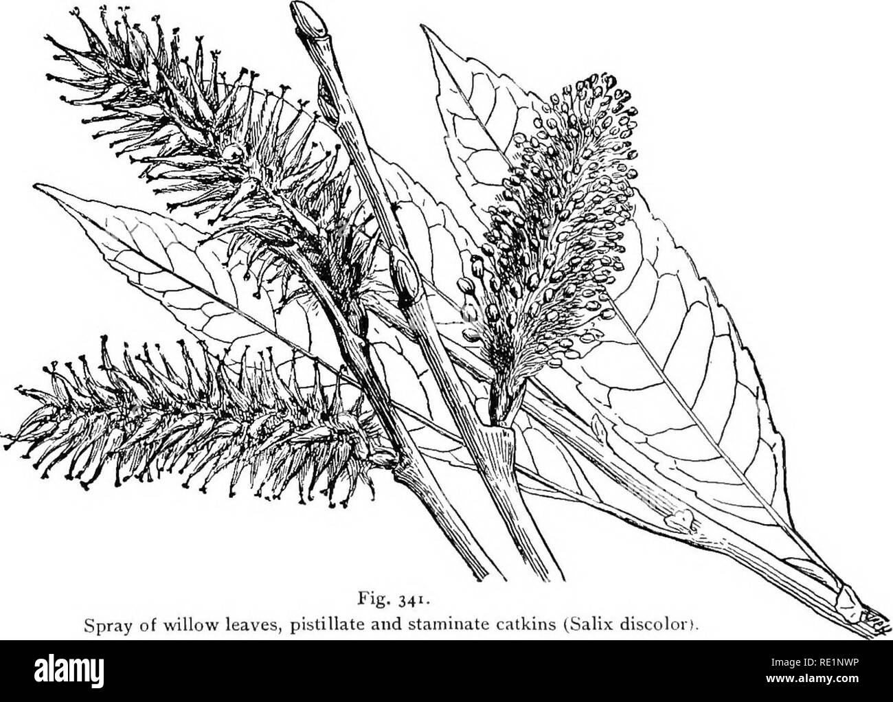 . Elementary botany. Botany. CHAPTER XXXIX. DICOTYLEDONS. Topic IV: Dicotyledons witii distinct petals, flowers in catkins, or aments; often degenerate. 509. Lesson IV. The willow family (salicacese).—The wil- lows represent a very interesting group of plants in which the. Fig. 34'- Spray of willow leaves, pistillate and staminate catkins (Salix discolor). flowers are greatly reduced. The flowers are crowded on a more or less elongated axis forming a catkin, or anient. The ament is characteristic of several other families also. The willows are dioecious, the male and female catkins being borne Stock Photo