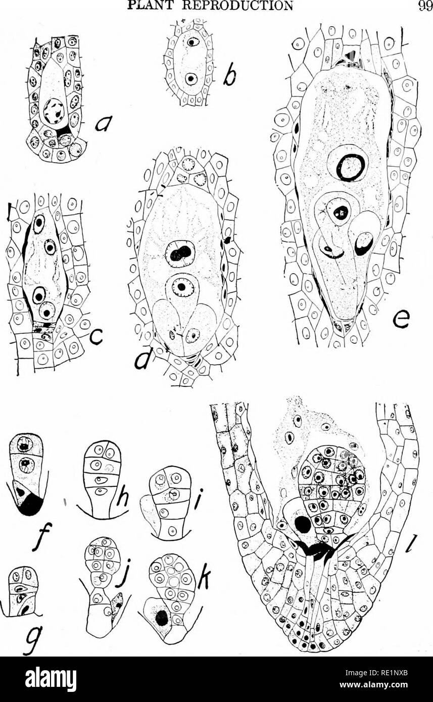 College Botany Structure Physiology And Economics Of Plants Botany Plant Reproduction Fig 74 Embryo Sac And Embryo Of Claytonia Virginica A B C D One Two Four And Eight Nucleate Embryo Sacs