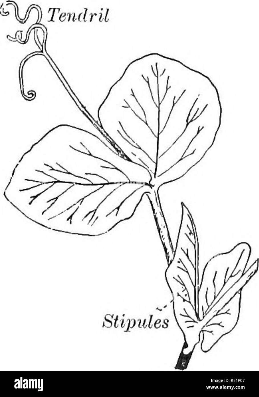 . A text-book of elementary botany. Botany. ELEMENTARY BOTANY. appears to pass through the leaf near its base (Fig. 44), as in, the Uvularia. In Honeysuckles the opposite leaves are sometimes united at their bases, rendering them connate-per- foliate (Fig. 45). Several kinds of leaves have no distinction of blade and petiole; as the sword-shaped, ensiform (Lat. ensis, sword), leaves of the Daffodils; the needle-shaped, acio- ular (Lat. acus, needle), leaves of the Pine; and the scale- shaped, squamose (Lat. squama, scale), leaves of the Junipers. The surface of leaves differs in various specie Stock Photo