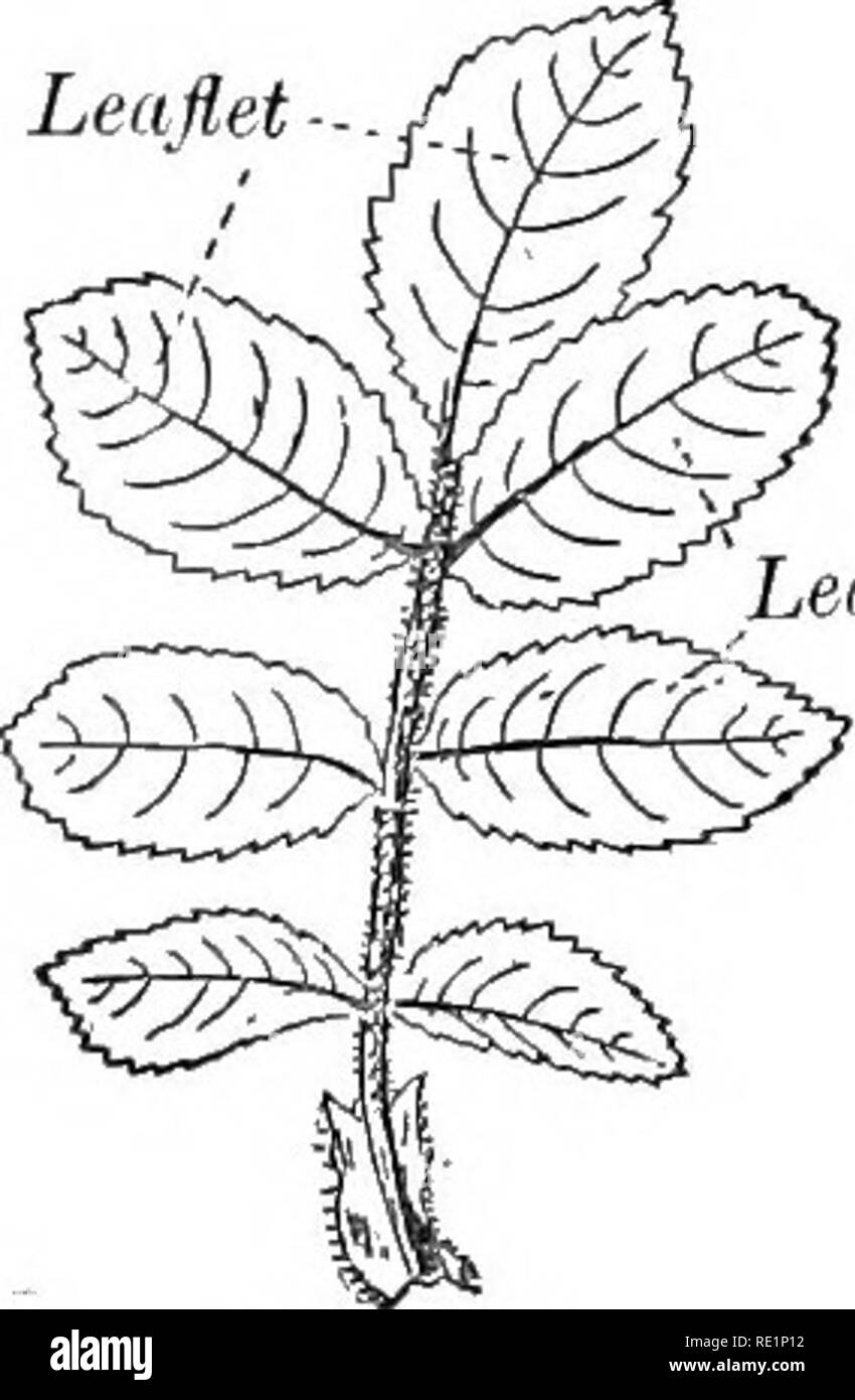 . A text-book of elementary botany. Botany. M^ Fig. 35. ward instead of