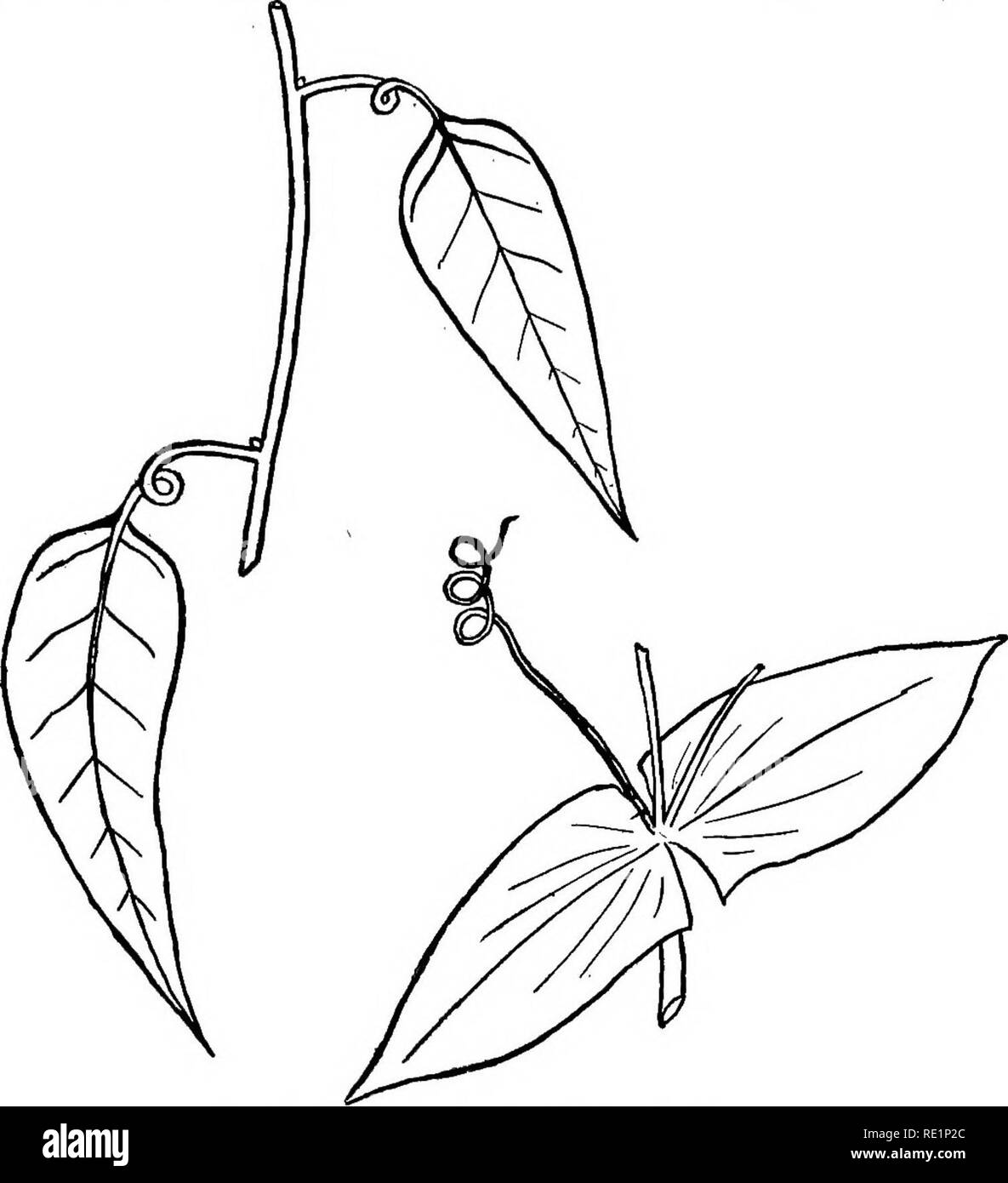 . College botany; structure, physiology and economics of plants. Botany. LEAVES 75 (d) Leaves are frequently developed for climbing, as in the case of the pea and most vetches (Fig. 56). (e) Leaves are sometimes modified into traps for the catch-. FlG. 56.—Leaves developed for climbing. ing of insects, as in the case of the pitcher plants, the Venus fly-trap and the sundevs^ (Fig. 57). Arrangement of Leaves.—The arrangement of the leaves on the stem is also an important characteristic. They may be alter- nate, opposite, whorled or clustered. They may be arranged on the stem in two, three, five Stock Photo