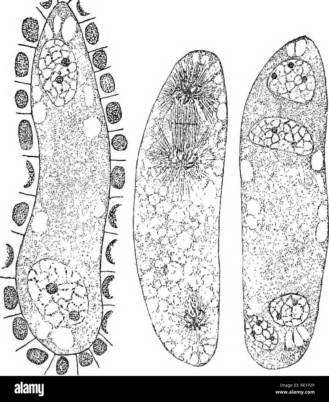 . Elementary botany. Botany. 232 MORPHOLOGY. size of the female nucleus before the fusion of the two takes place. In figs. 306 and 307 are shown the entering pollen tube with the sperm nucleus, and the fusion of the male and female nuclei. 457. Fertilization in plants is fundamentally the same as in animals.—In all the great groups of plants as represented by spirogyra, cedogonium, vaucheria, peronospora, ferns, gymno-. Fig. 304. Two- and four-celled stage of embryo-sac of lilium. The middle one shows division of nuclei to form the four-celled stage. (Easter lily.) sperms, and in the angiospen Stock Photo