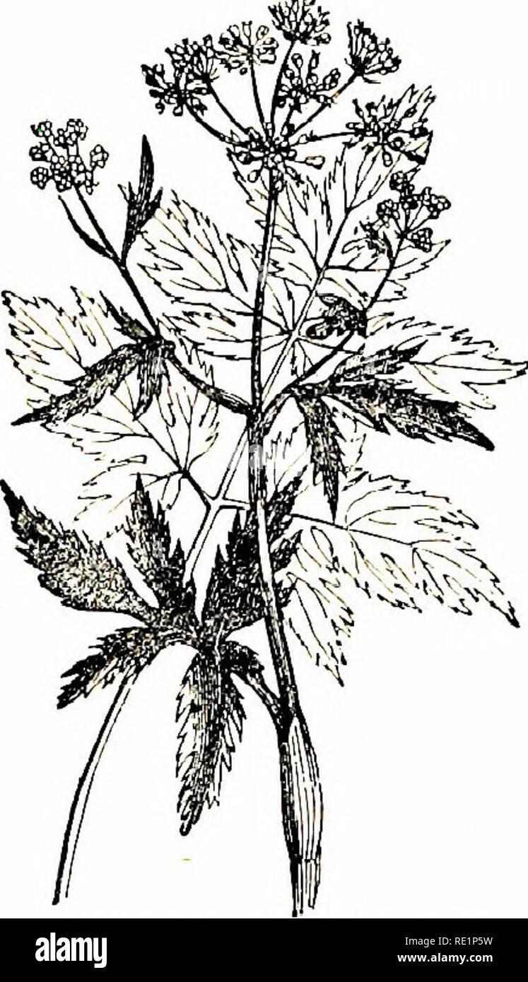 . Flowers of the field. Botany. Ch^rofhyllum Temu- i.ENTUM {Rough Chervil) 33. Myrrhis {Cicely) I. M. odorata (Sweet Cicely).—Remarkable for its sweet and highly aromatic flavour. The stem is 2-3 feet high, furrowed and hollow ; the leaves large, thrice pinnate, cut, and slightly downy. The flowers are white, and grow in termmal downy umbels ; bracts partial only, whitish, and finely fringed. The fruit is remarkably large, dark brown, with very sharp ribs, and po.ssesses the flavour of the rest of the plant in a high degree. Mountainous pastures in the north.—Fl. May, June, Perennial. The fore Stock Photo