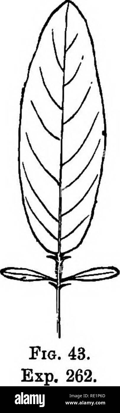 . Practical physiology of plants. Plant physiology; 1894. 214 DESMODIUM. [CH. VIII horizon instead of 30° as at first. These changes are graphically represented in the Power of Movement in Plants, p. 334, fig. 135. The ordinates represent the angle made with the vertical by the leaflet under obser- vation ; a fall in the curve thus represents a drop of the leaflet, 0° representing a vertically dependent position. The dotted line represents temperature, and is to be read in connection with the numbers 76° F....90°F. on the right hand of the diagram. (262) Autonomous movements: Desmodium gyrans. Stock Photo