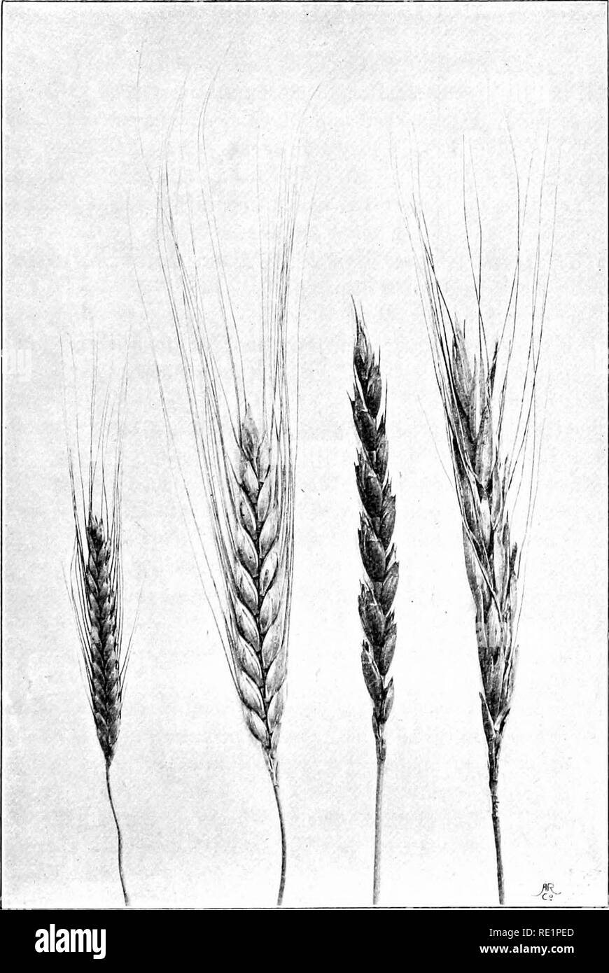 . Agricultural botany, theoretical and practical. Botany, Economic; Botany. A B U Fio, 167.— .-/, One-grained Wheat ur Small Spelt Wheat ( rriHaini uwUBiocoili! L.). A', Two-gi'ained Spelt, or ' Starch 'lLeat' {^rri/icinn xaii-nu}! (liit'ccuin or 7'. dicthctini Schrk.). C Common Beari:Ile=?^ Red Spelt {Triih tun saLkn!L!an L.).. Please note that these images are extracted from scanned page images that may have been digitally enhanced for readability - coloration and appearance of these illustrations may not perfectly resemble the original work.. Percival, John, 1863-1949. New York, H. Holt Stock Photo