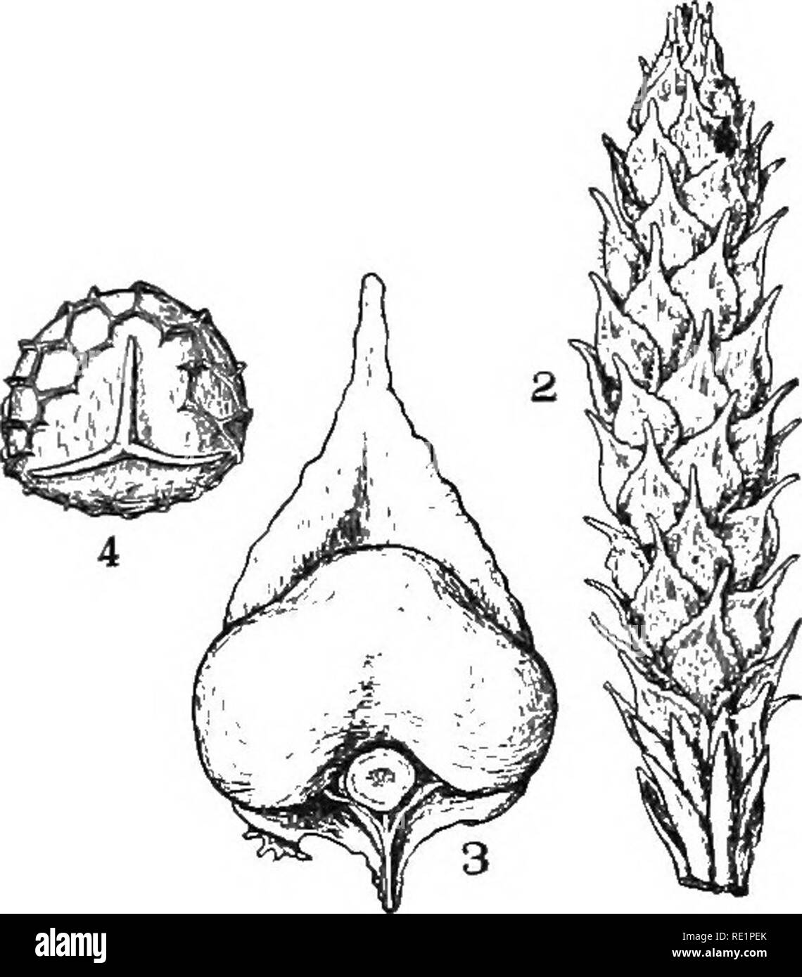 . Nature and development of plants. Botany. Fig. 238. Fig. 239. Fig. 238. Phylloglossum Drummondi.—After Pritzel. Fig. 239. Strobilus and sporophylls of Lycopodium: 2, strobilus. 3, a leaf or sporophyll from the strobilus enlarged and showing attached spo- rangium. 4, a spore greatly magnified. greatest abundance in the coal age and thence gradually declined, being crowded out by the more specialized seed plants. There are two important families of the Lycopodiales: i, Lycopodiaceae; 2, Selaginellaceae. 116. Family i. Lycopodiaceae.—With but one exception the members of this family belong to t Stock Photo