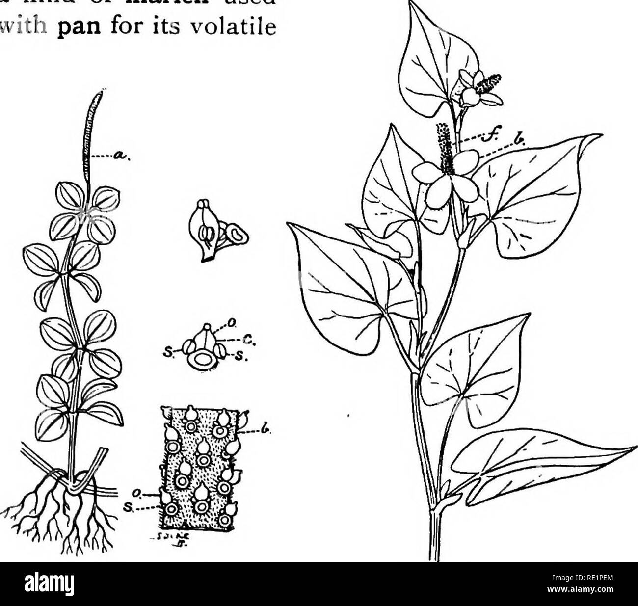 . A manual of Indian botany. Botany. INCOMPLETE 275 ticatory; chai {Piper Chaba), also a stout climber, the wood of which is used as a pungent condiment; pipool or Long Pepper {Piper longum), a slender creeper; gol-marich or Black F&amp;^pev {Piper nigrum), also a climber; kabab-chini is Piper caninum of Java, a kind of marich used with pan for its volatile. Fig. 247,—Peferonua reflexa Fig. 248.—Hoiiiiu}&lt;nia cordata , Spike, i. Spike enlarged, r, One y, Spike with a whorl of four white bracts flower, o. Ovary, i, Stamen. (i) at its base. oil (fig. 246). Peperomia reflexa (fig. 247) is a com Stock Photo