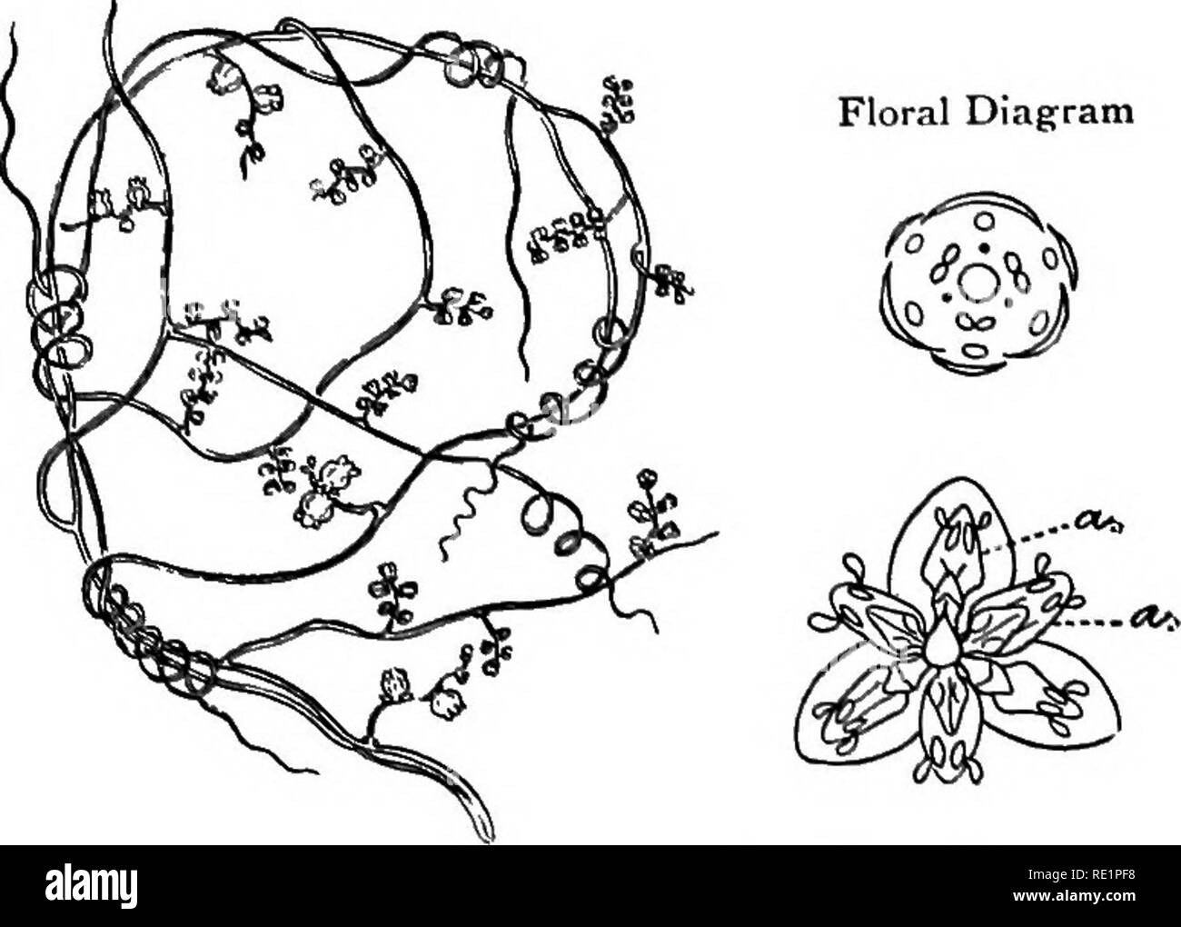 . A manual of Indian botany. Botany. Fig. 243.—Balanophora dioica Floral Diagram. Fig. 244.—Akas-bael (Cassytha filiformii) a. Valvular dehiscence of anthers. ( C 946 ) 19. Please note that these images are extracted from scanned page images that may have been digitally enhanced for readability - coloration and appearance of these illustrations may not perfectly resemble the original work.. Bose, G. C. London, Blackie &amp; Son Ltd. Stock Photo