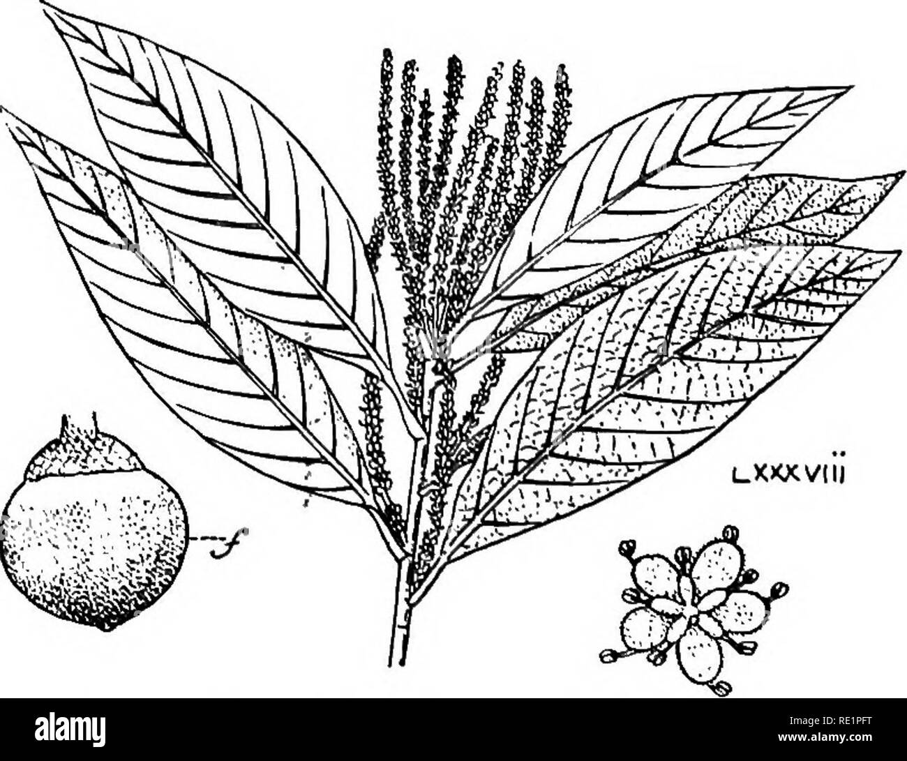 . A manual of Indian botany. Botany. Fig-. 240. —Bolas {Engelhardtia sptcatit) b. Persistent bracts.. F!g. 241.—Chota-chakma (Qiiercus sulcata), a kind of oak f Fruit (acorn). grooved, jointed, green, so-called leaves are really jointed branches (cladodes) bearing a whorl of minute. Please note that these images are extracted from scanned page images that may have been digitally enhanced for readability - coloration and appearance of these illustrations may not perfectly resemble the original work.. Bose, G. C. London, Blackie &amp; Son Ltd. Stock Photo