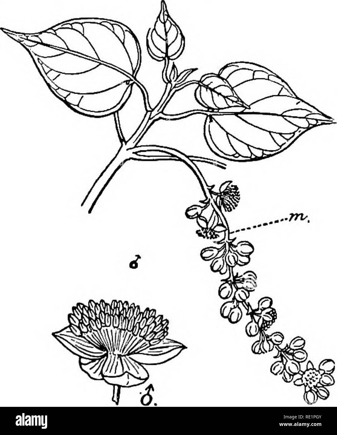 . A manual of Indian botany. Botany. 266 CLASSIFICATION thus are common roadside weeds (fig. 235); pituli {Trewia nudiflora) (figs. 236, 237), a deciduous tree with dioecious pollen-flowers; bichuti or jal-bichuti {Tragm involucrata), a perennial small twining herb with stems, leaves, and fruits full of stinging bristles, used by village schoolmasters as an instrument of casti- gating truant boys; akrote or Walnut {Aleurites â moluccana) â not the EnglishWalnutâa tree pretty common in gar- dens about Calcutta, originally a Malayan plant; Cassava or. Please note that these images are extracted  Stock Photo