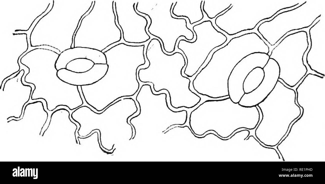 Elementary Botany Botany 38 Physiology A V Rj Vh I Y Quot Cellular Spaces Are Not Filled With Water Or Cell Sap But Arq Filled With Air Or Some Gas Within The