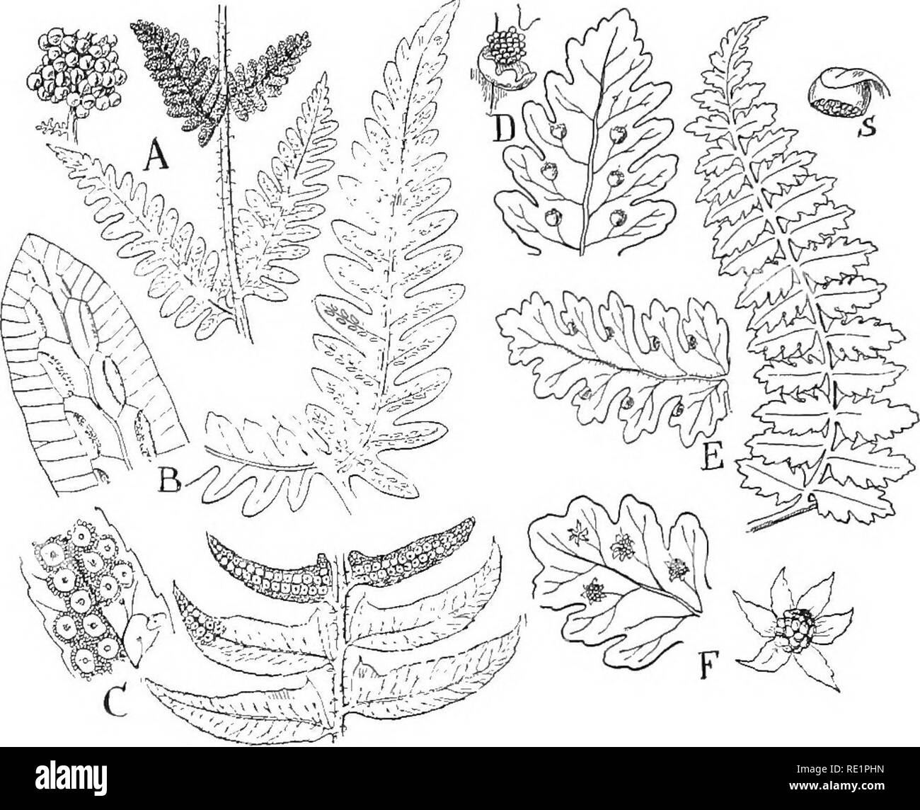 Identifying plants Black and White Stock Photos & Images - Alamy