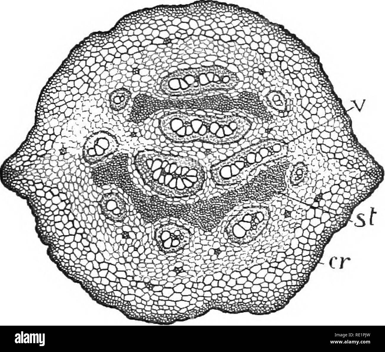 Cross section stem of vascular plants hi-res stock photography and ...