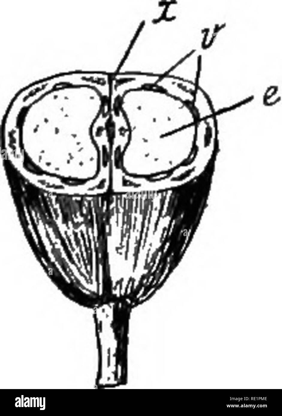 Peri brown Black and White Stock Photos & Images Alamy