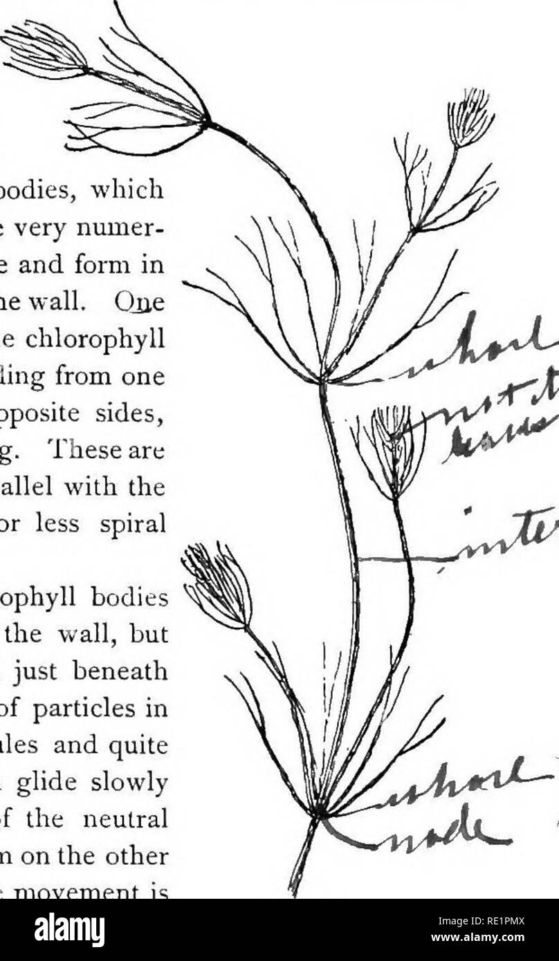 . Elementary botany. Botany. PROTOPLASM. node. These internodes are peculiar. They consist of but a single &quot; cell,&quot; and are cylindrical, with closed ends. They are sometimes 5-10 cm. long. 19. Internode of nitella.—For the study of an internode of nitella, a small one, near the end, or the ends of one of the &quot; leaves &quot; is best suited, since it is more transparent. A small portion of the plant should be placed on the glass slip in water with the cover glass over a tuft of the branches near the growing end. Examined with the microscope the green chlorophyll bodies, which form Stock Photo