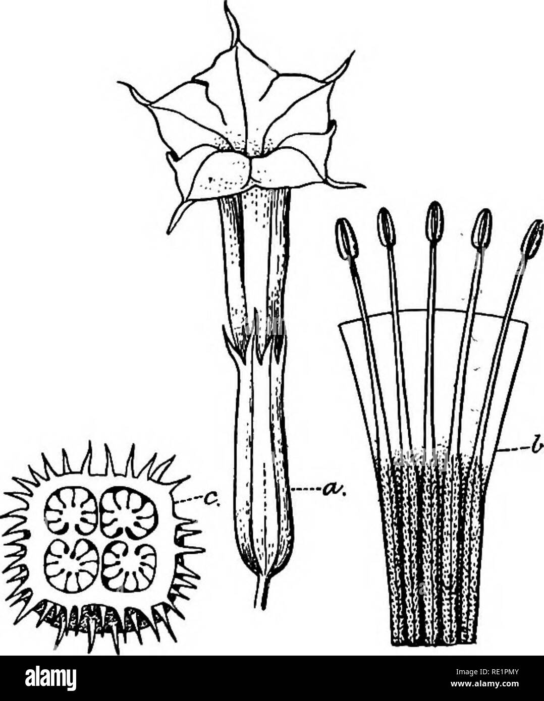 Thorn apple Black and White Stock Photos & Images - Alamy