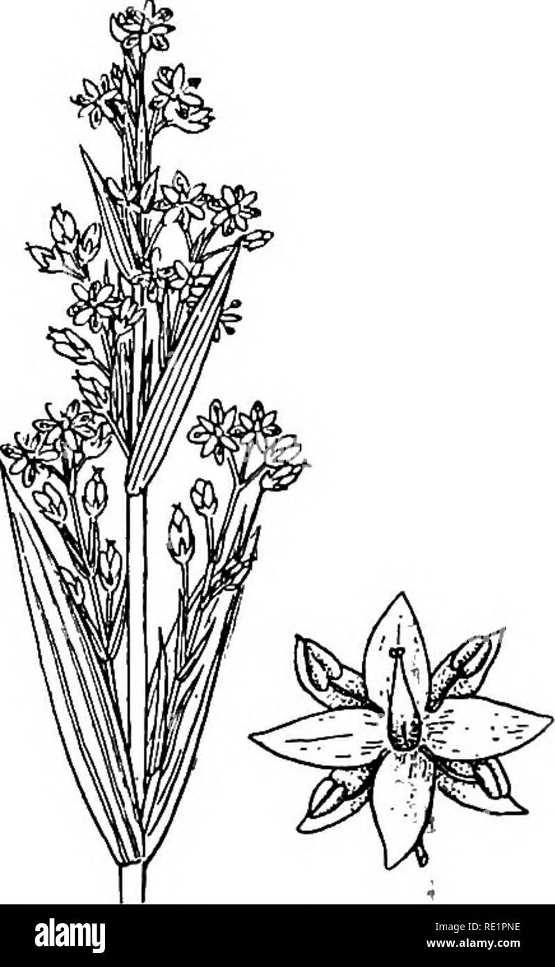 . A manual of Indian botany. Botany. 244 CLASSIFICATION. (patari or pan-sheuli), very common in our tanks, hav- ing white or whitish-yellow flowers with fringed corolla; and chireta {Swertia Chirata) (fig. 210), a shrub that grows in the Himalayas and affords the well-known medicinal leaves known as chireta, which, when steeped in water, yield a bitter stomachic in- fusion. There are a few di- morphic species in this order. Canscora diffusa is a com- mon dichotomously-branched Fig. 2io.-ChTet!L{SweHta Chirata) herb with thc uppcr leaves (fig. 211) connate. Nat. Order 18. Boraginacece. — Herbs Stock Photo