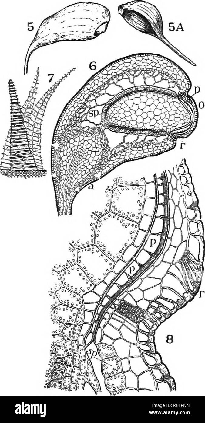 . Nature and development of plants. Botany. DEVELOPMENT OF PLANTS 307 ...