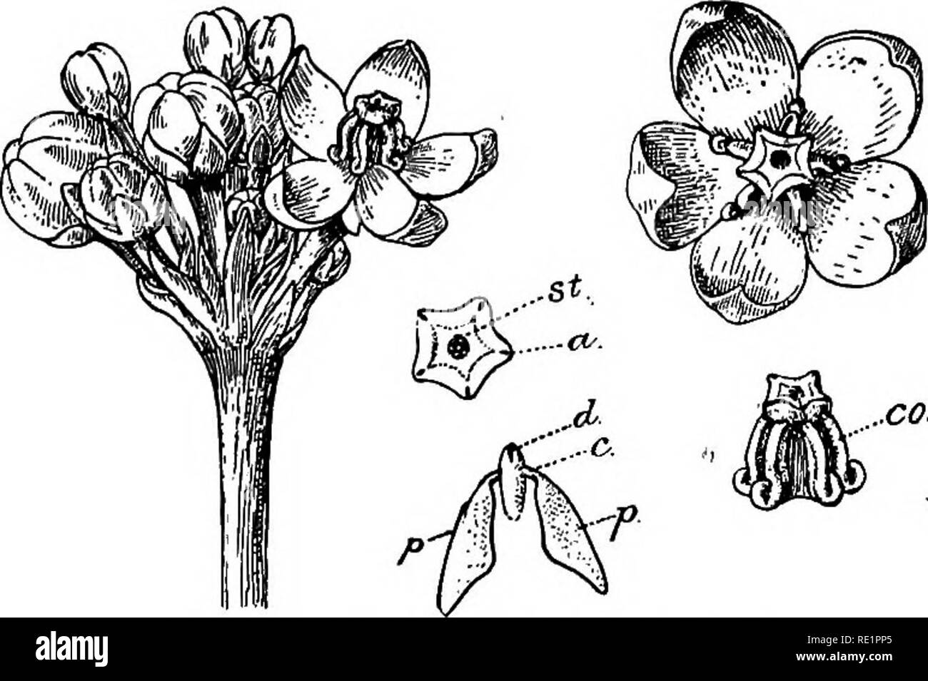 . A manual of Indian botany. Botany. 242 CLASSIFICATION able to penetrate to the nectar. The mechanism of the flowers of Vinca rosea, tagar and malati, excludes autogamy and induces allogamy. Nat. Order 15. Asclepiadacece.—Herbs or shrubs, usually twining, with milky juice. Leaves usually opposite, entire. Sepals 5, connate in an inferior calyx. Petals 5, connate, lobes valvate, throat of the corolla with a corona of hairs, scales, or processes. Stamens 5, the filaments united in a hollow column. Fig. 208. — Akanda {Calotrofiis gigantea) st. Stigma. «, Anther, d. Disk, t, Caudicle. /, Pollinia Stock Photo