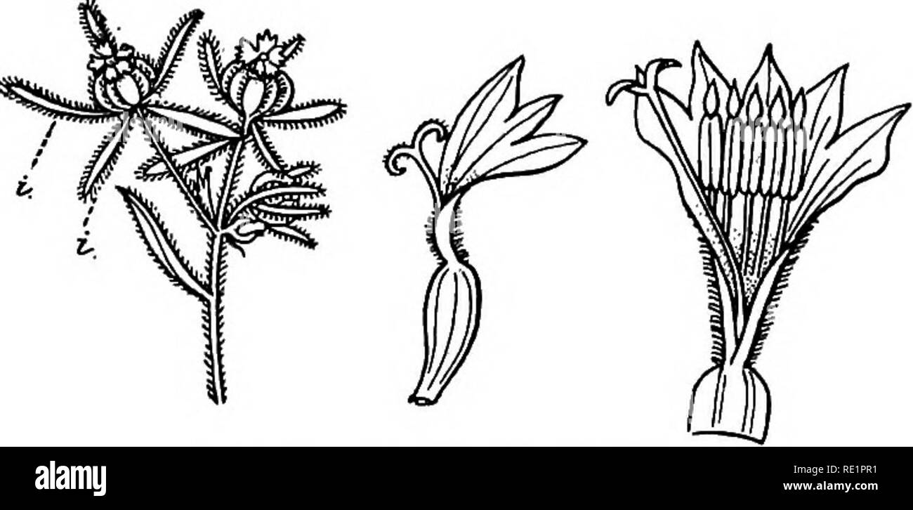 . A manual of Indian botany. Botany. 234 CLASSIFICATION Adenostemma viscosum Is the common barha-keshutti, a weed; Wedelia calendulacea is the keshraj of Indian kavirajes; Elephantopus scaber, Grangea maderas- patana, Sphceranthus indicus, Ccesulia axillaris, Cen- tipeda orbicularis, Crepis j'aponica, Sonchus oleraceus, &amp;c., are some of the common weeds. Siegesbeckia orientalis (fig. 201) is a shrub with five highly glan- dular, sticky, spreading, spathulate involucral bracts, common in Chhota Nagpur and Dera Dun. The small flowers of this family are rendered con-. Fig. 201.—Siegesbeckia o Stock Photo