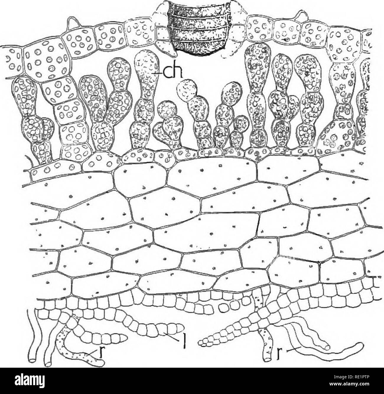 Photosynthesis Epidermis Black And White Stock Photos Images Alamy