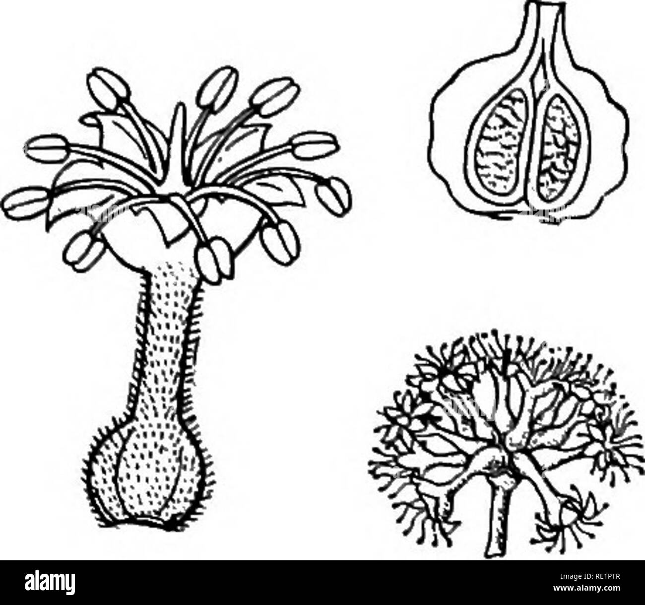 . A manual of Indian botany. Botany. CALYCIFLOR^ 217 2 whorls inserted on the tube or Hmbs of the superior calyx. Ovary inferior, i-celled. Fruit indehiscent, drupaceous or leathery. Seed solitary, exalbuminous. Chiefly tropical. The common plants are deshi- badam or Country Almond (Terminalia Catappa); the kernel of its nut is edible, and the thick pericarp is full of air-chambers; this makes the fruits light and impervious to water, so that they are disseminated through the agency of running water without any harm to the germinating power of the enclosed seeds. Bats also help in the distribu Stock Photo