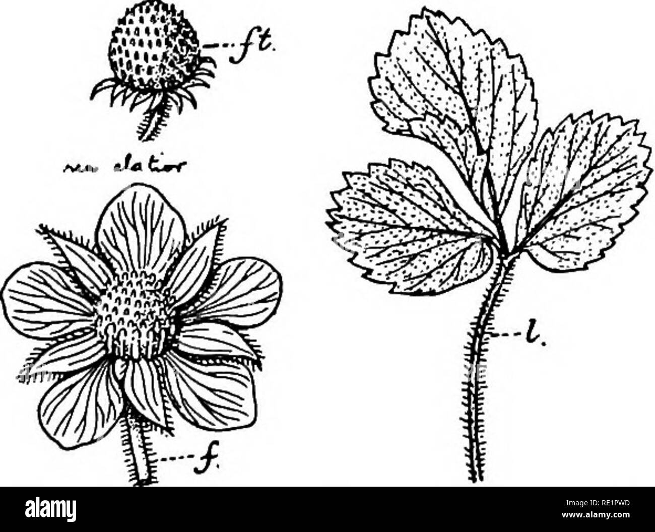 . A manual of Indian botany. Botany. 212 CLASSIFICATION nilgerrensis) (fig. 182), a trailing herb common in Shillong, has a globose, pale-pink fruit. Some of the Rosaceae resemble Ranunculaceas in the structure of their flowers. Nat. Order 3. CrassulacecB.—Herbs or under-shrubs. Stems and leaves usually succulent. Leaves usually simple, sometimes lobed. Flowers regular. Sepals 4 to 5, connate, inferior. Petals 4 to 5, free. Stamens as many as, or twice as many as the petals, hypo- gynous or epipetal- ous. Carpels 4 to 5, apocarpous. Fruit usually follicular. Seeds albuminous. General in the No Stock Photo