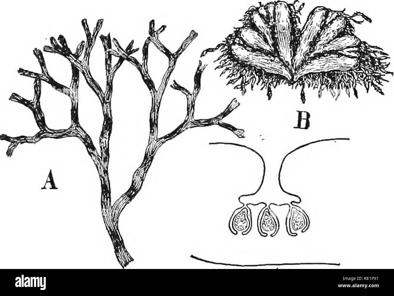 . Nature and development of plants. Botany. 272 STRUCTURE OF RICCIOCARPUS or dichotomous branching of the thallus, so characteristic of these plants (Fig. 179, A, B). The appearance of many of these hepatics is suggestive of the algae. Especially is this true of the aquatic Ricciocarpus and Riccia. (a) Structure of Ricciocarpus.—^An examination of the struc- ture of one of these will show, however, that extensive changes have been induced in even the simplest forms. The new stimuli to which the terrestrial conditions expose them cause a remark- able series of transformations in the cells that  Stock Photo